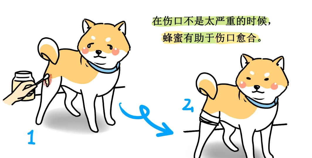 狗喝蜂蜜水好處 狗喝蜂蜜水好處