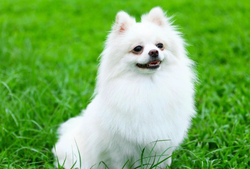 博美犬飼養技巧