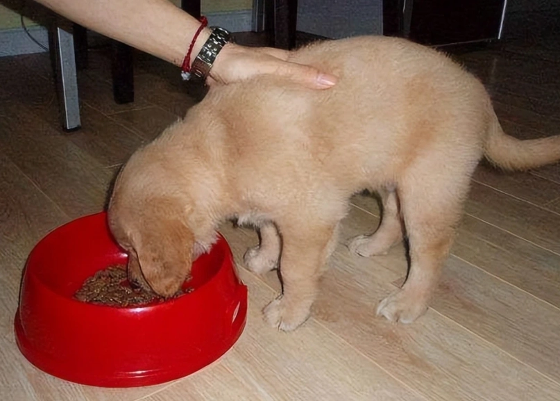 狗狗 可以 吃 白飯 嗎 狗狗 可以 吃 白飯 嗎