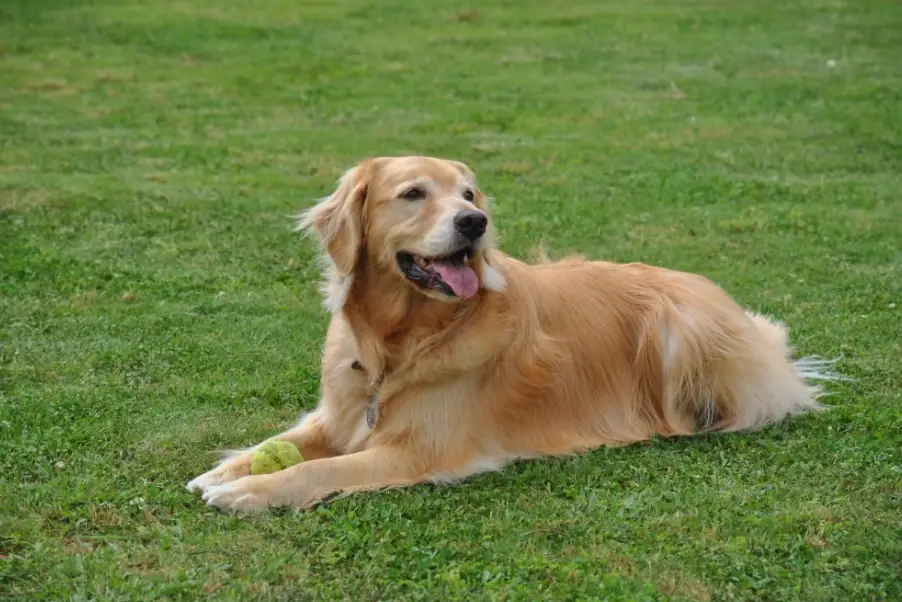 大型犬飼養