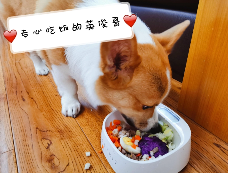 高齡犬 飲食 高齡犬 飲食