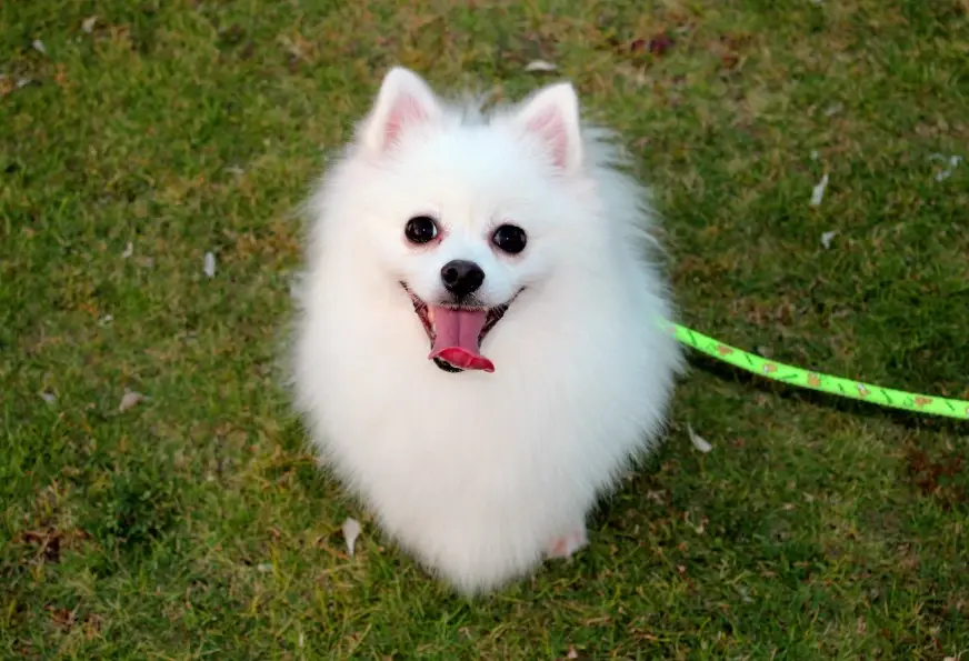 博美犬飼養指南 博美犬飼養指南