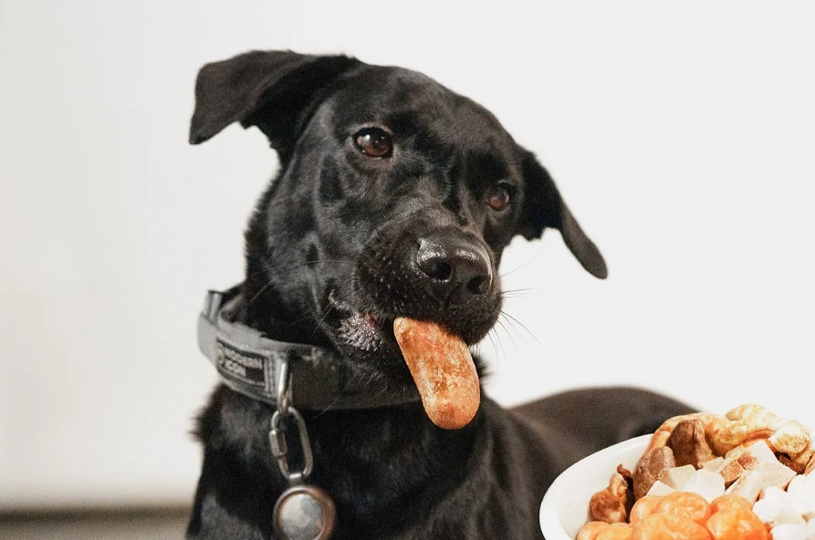 狗狗辣椒中毒 狗狗辣椒中毒