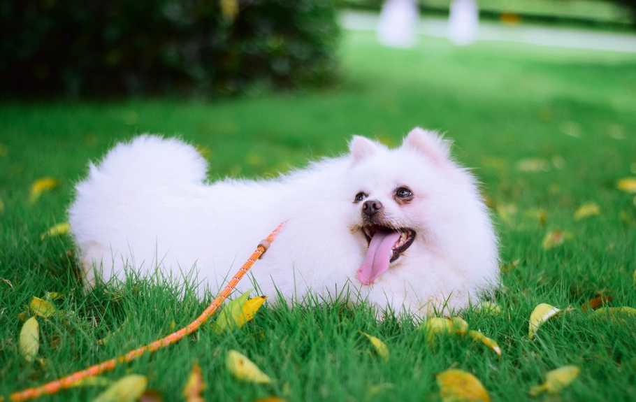 領養 博美犬 領養 博美犬
