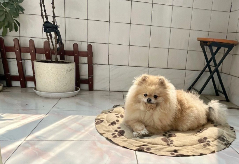 博美犬幼犬價格 博美犬幼犬價格
