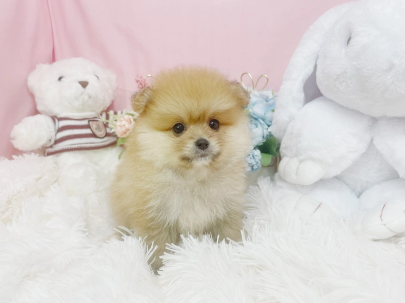 博美犬訓練 博美犬訓練