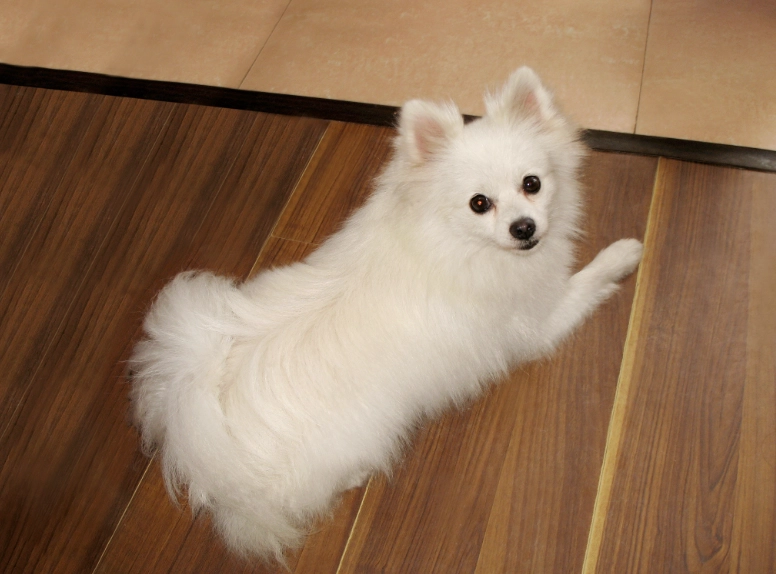 博美犬不能吃什麼