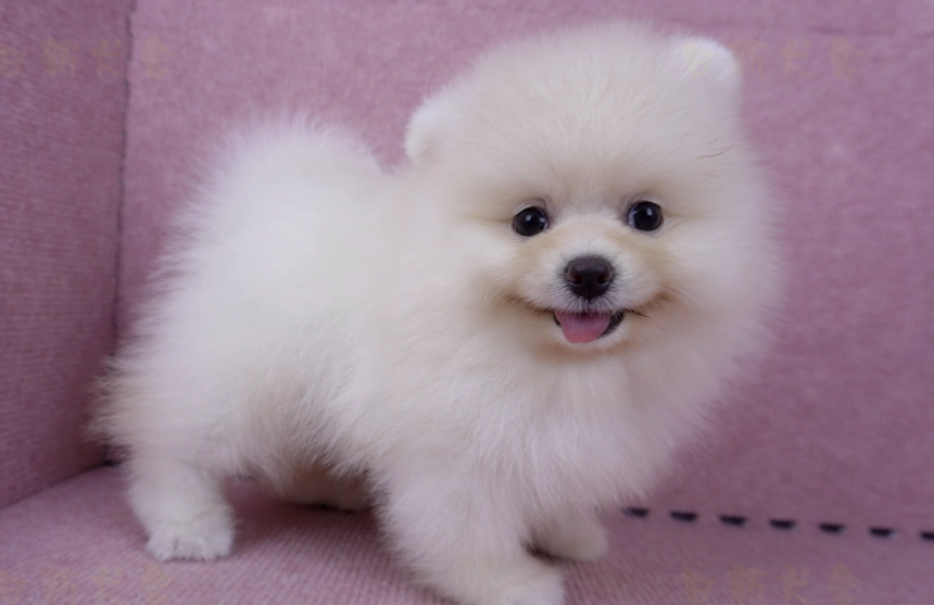 博美犬 價格 台灣 博美犬 價格 台灣
