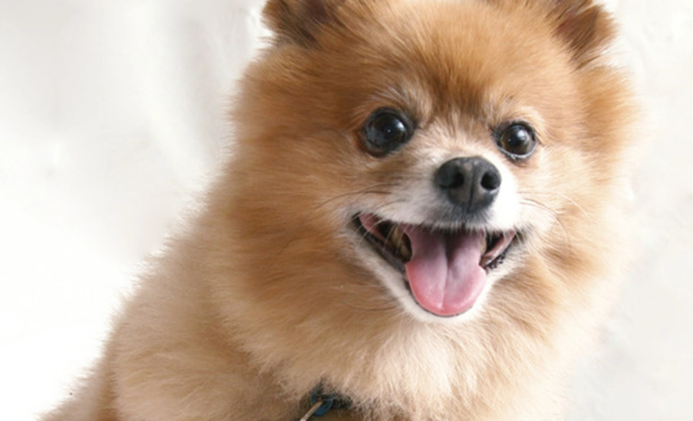 博美犬毛色 博美犬毛色