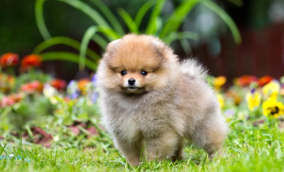 領養 博美犬 領養 博美犬