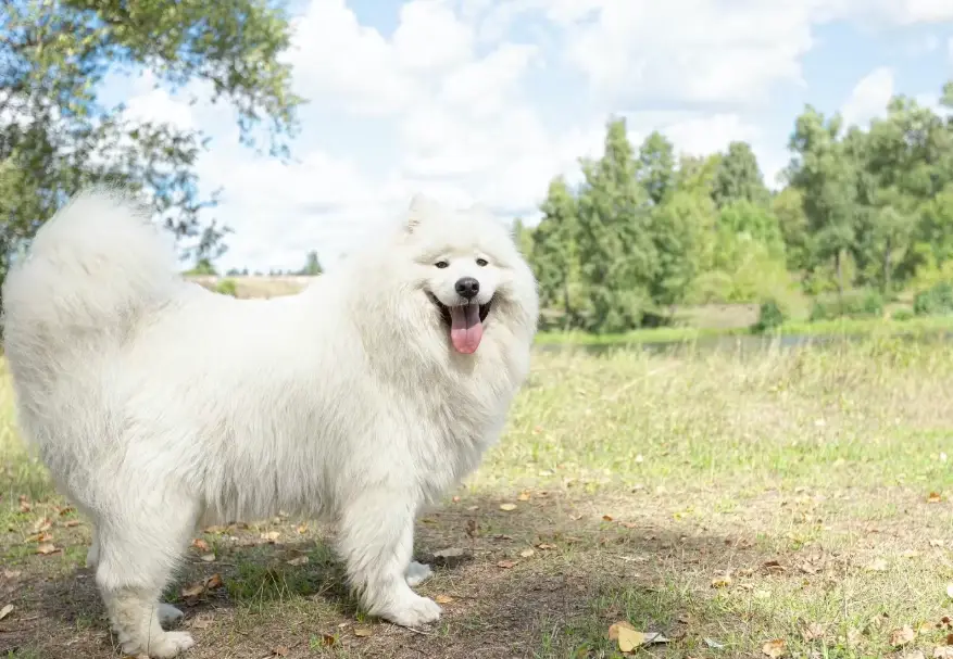大型犬品種