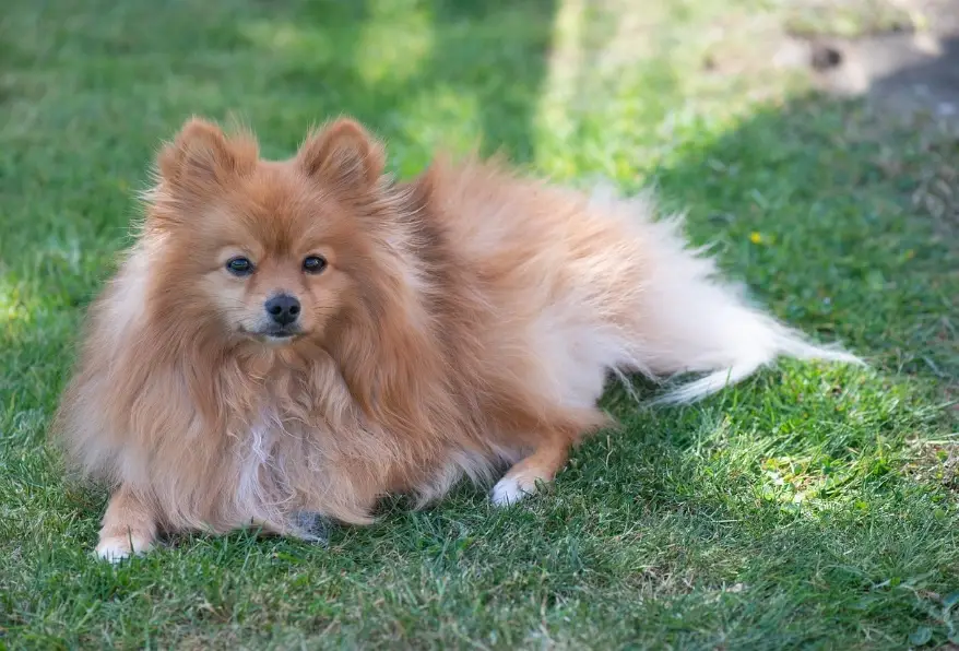博美犬優點 博美犬優點