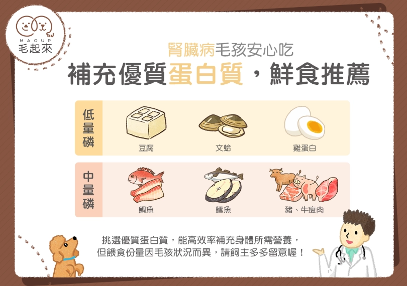 老狗 蛋白質 需求 老狗 蛋白質 需求