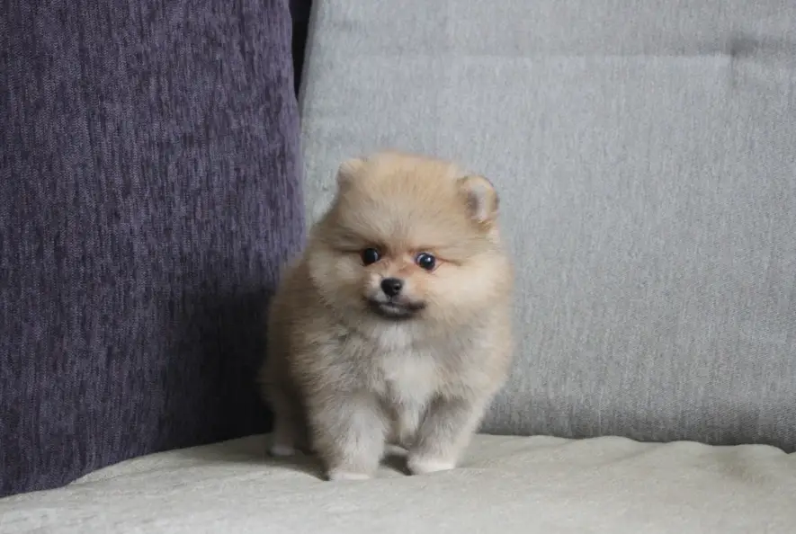 博美犬訓練 博美犬訓練