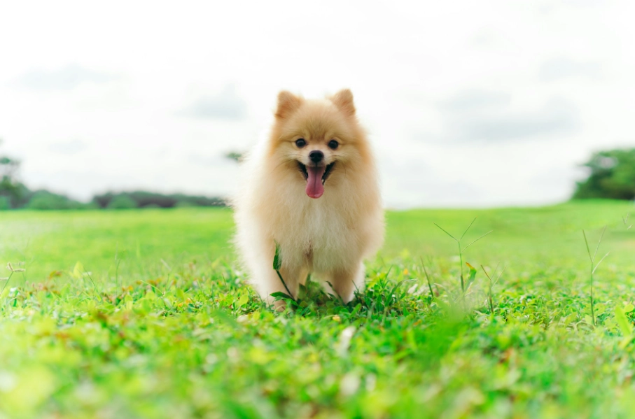 博美犬飼養 博美犬飼養