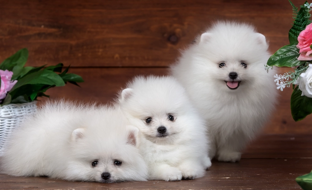 博美犬聰明嗎 博美犬聰明嗎