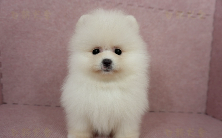 松鼠博美犬 幼犬 價格 松鼠博美犬 幼犬 價格