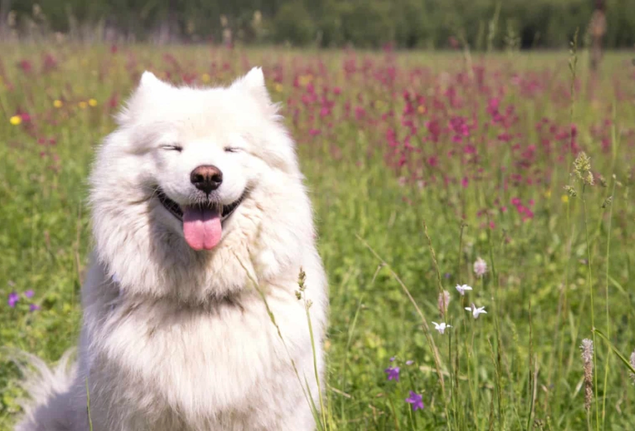大型犬饲养