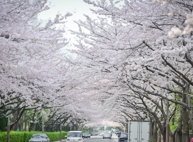 釜山櫻花季
