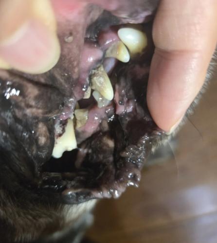 狗狗牙結石治療