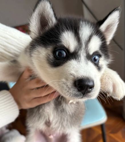 養哈士奇注意事項