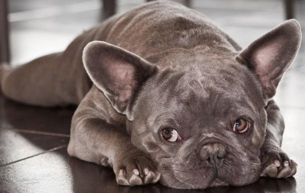 法國鬥牛犬缺點