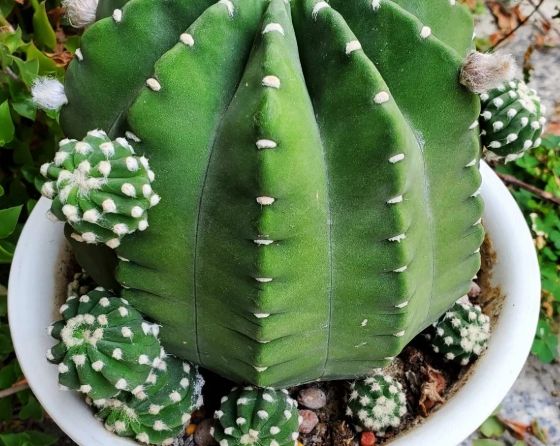 耐陰仙人掌照顧