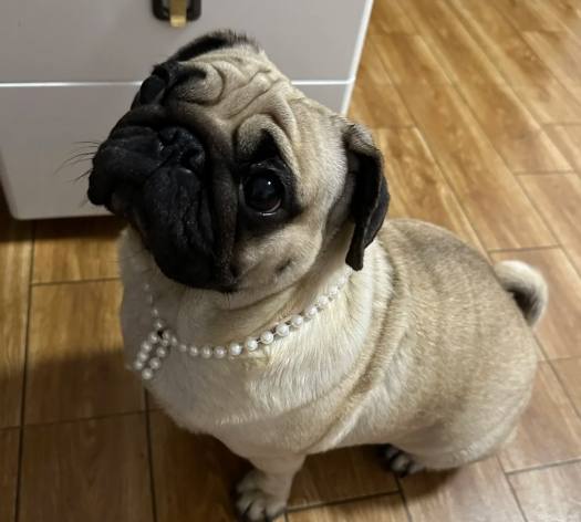 巴哥犬照顧困難