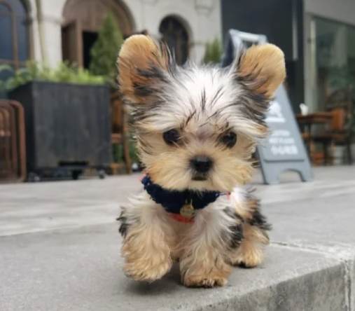 茶杯犬健康問題