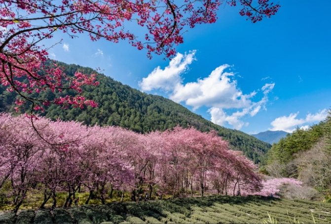 台灣夏季避暑 台灣夏季避暑