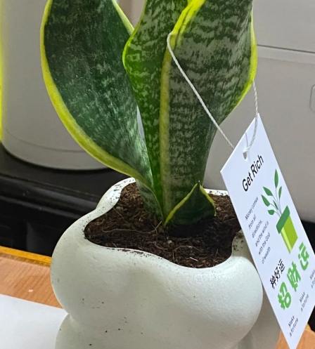 虎尾蘭用土選擇