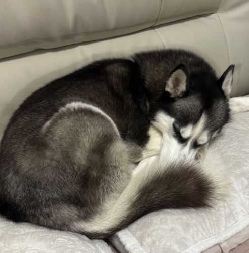 哈士奇照顧技巧