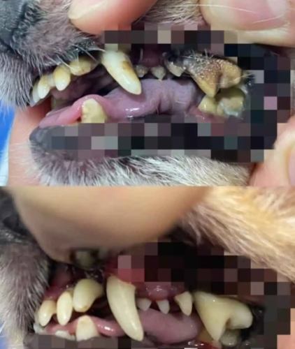 老狗牙結石嚴重