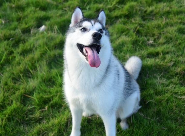 哈士奇照顧技巧