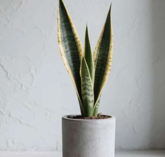 虎尾蘭土壤配方