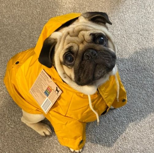 巴哥犬健康問題