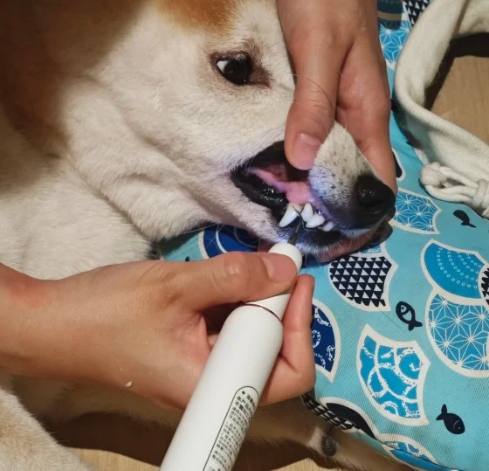 狗狗牙齒護理