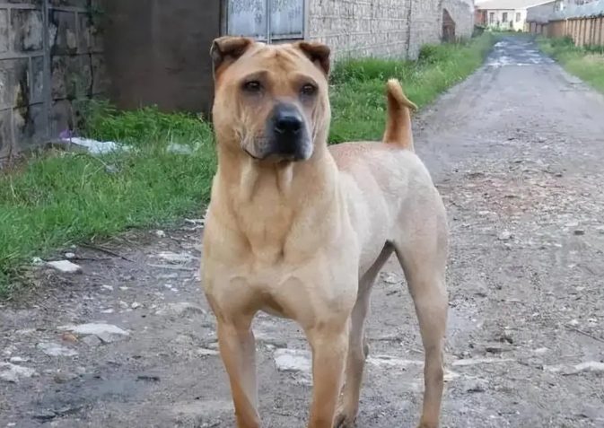 骨嘴沙皮狗健康