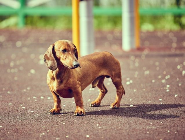 短毛臘腸狗飼養