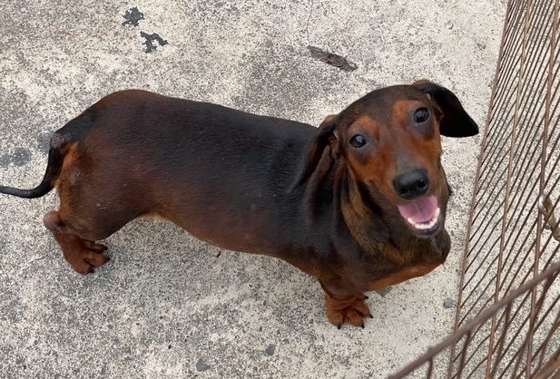 短毛臘腸狗優缺點