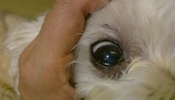 預防狗白內障方法 預防狗白內障方法