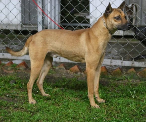 台灣土狗平均壽命