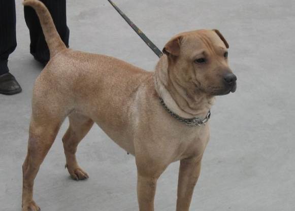 骨嘴沙皮狗健康