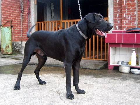 高山犬平均壽命