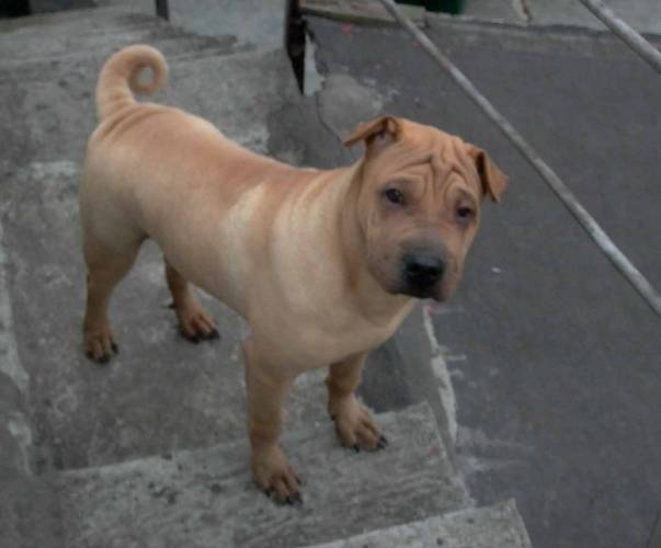 骨嘴沙皮狗健康