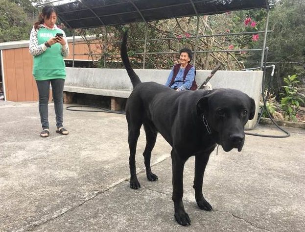 如何延长高山犬壽命