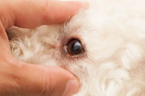 狗狗白內障症狀 狗狗白內障症狀