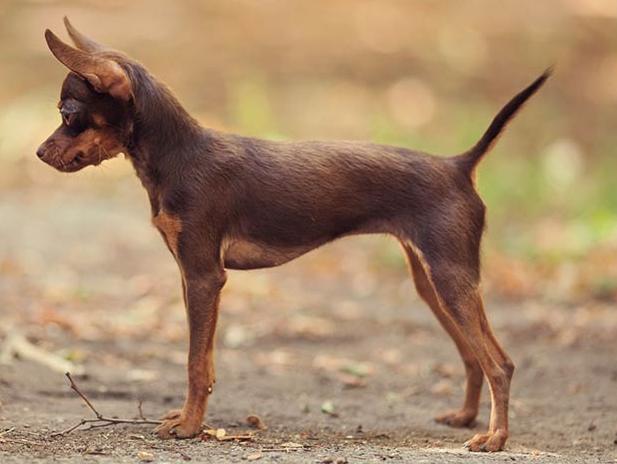 玩具犬照顧指南