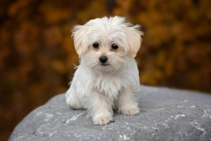 小型犬平均壽命