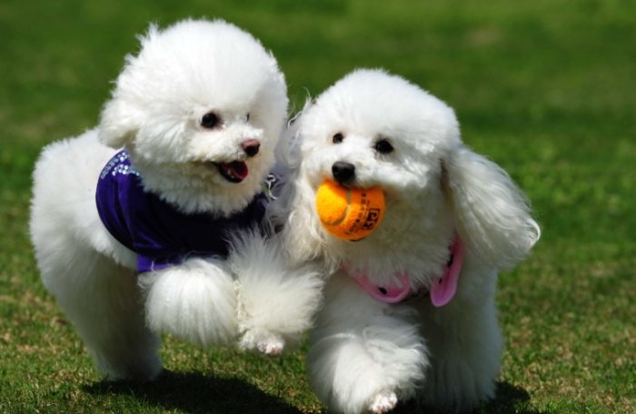 玩具犬照顧指南